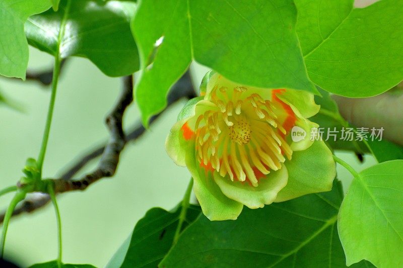 郁金香树/鹅掌楸郁金香花